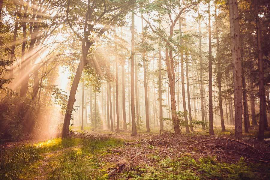 动漫系列作品被制成手办原型澳门新葡京青年木雕师创作